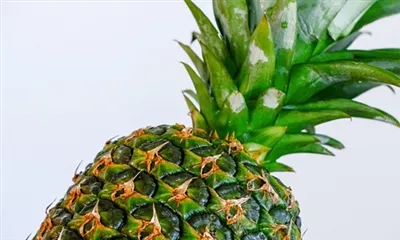 پودر بروملین برای پوست