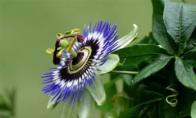 چگونه از عصاره گل شور استفاده کنیم؟