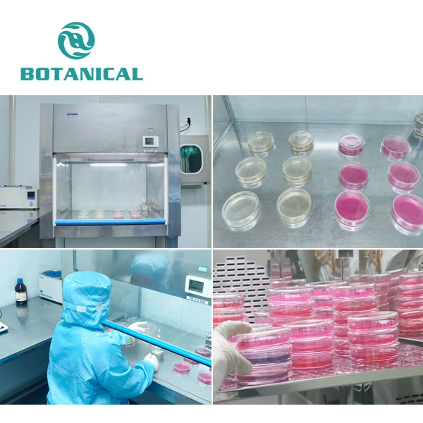 Organic Ube Powder factory