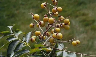 پودر صابون برای چه چیزی مفید است؟