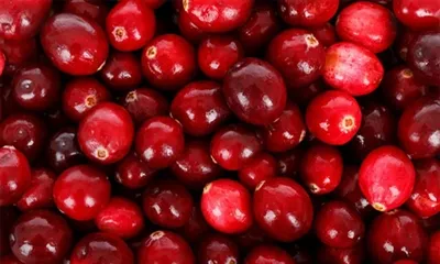 روزی چه مقدار پودر زغال اخته مصرف کنم؟