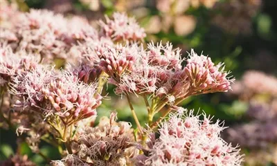 عصاره رودیولا روزا برای چه مواردی استفاده می شود؟