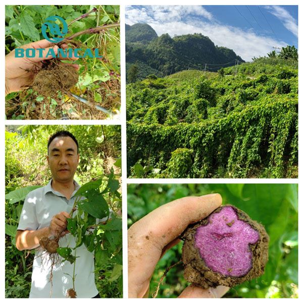 Whole Supply Chain of Purple Ube Yam — Our Natural Raw Material Plantation Base
